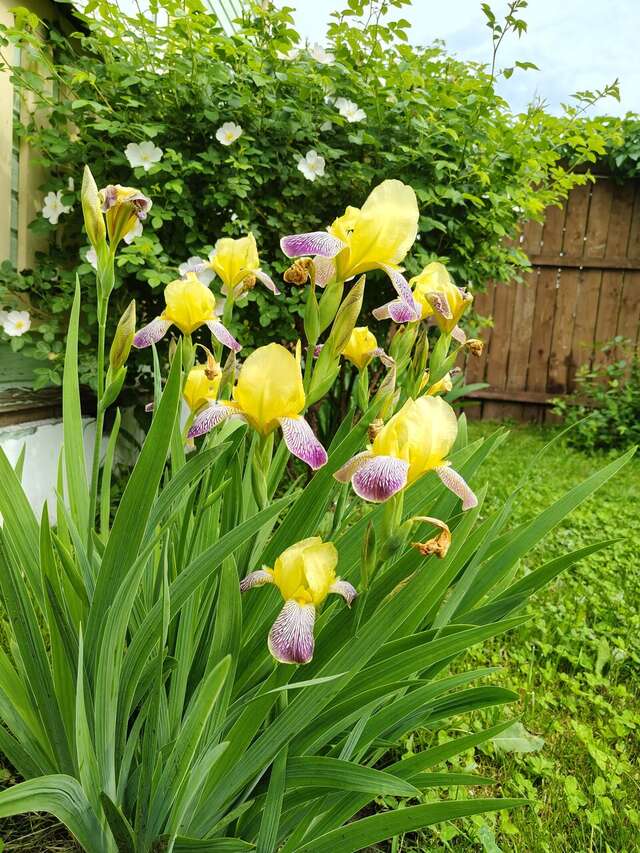 Гостевой дом Чибис Плес-12