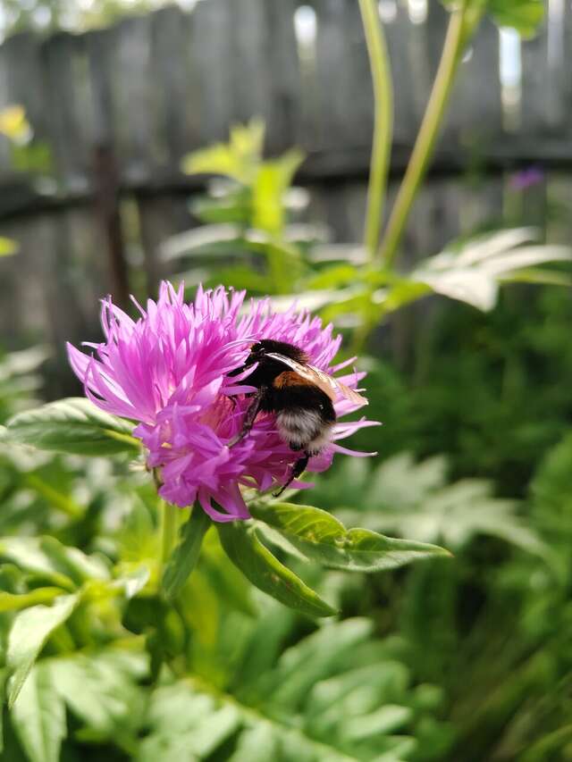 Гостевой дом Чибис Плес-14